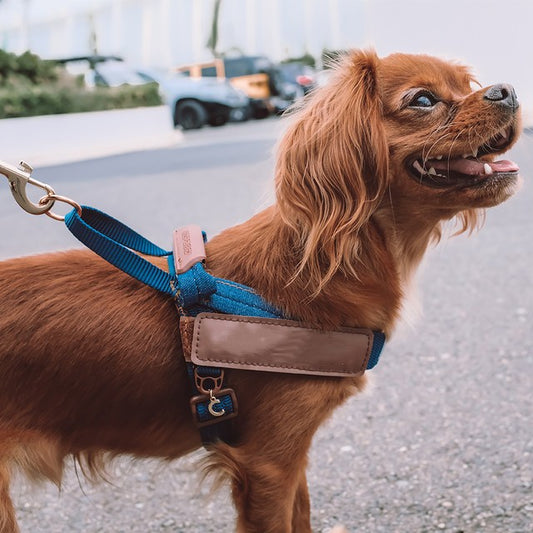 Pet Reflective Dog Chest Strap for Night Safety